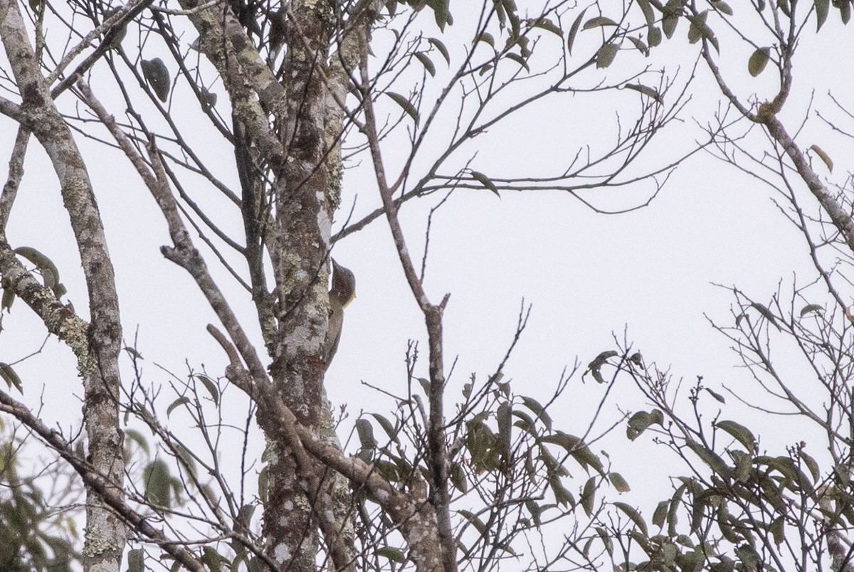 Gelbnackenspecht - ML646688048