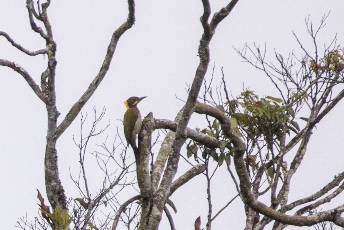 Gelbnackenspecht - ML646688049