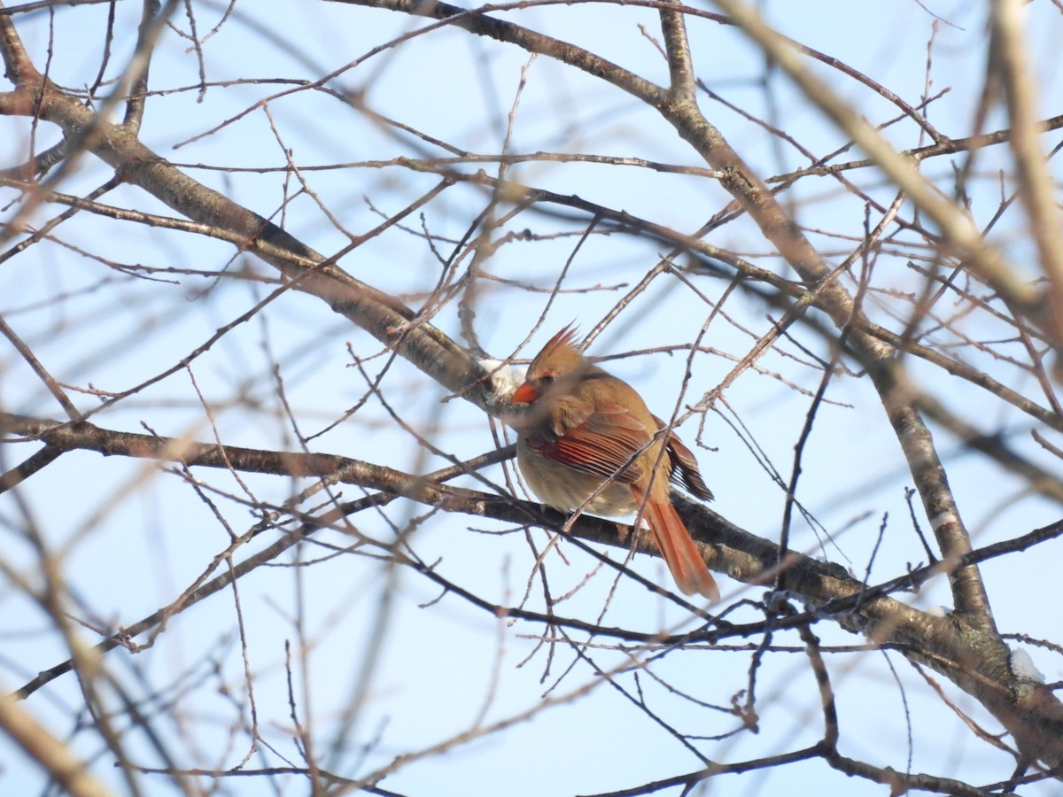 Northern Cardinal - ML646688051