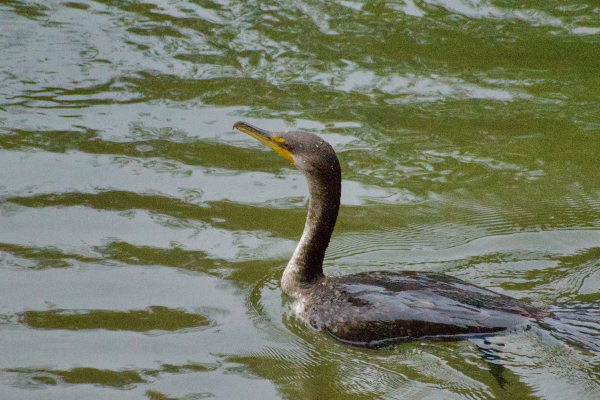 Double-crested Cormorant - ML646688056