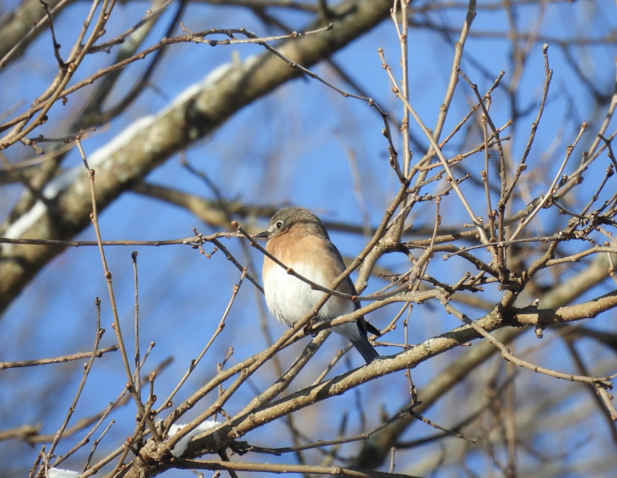 Eastern Bluebird - ML646688057
