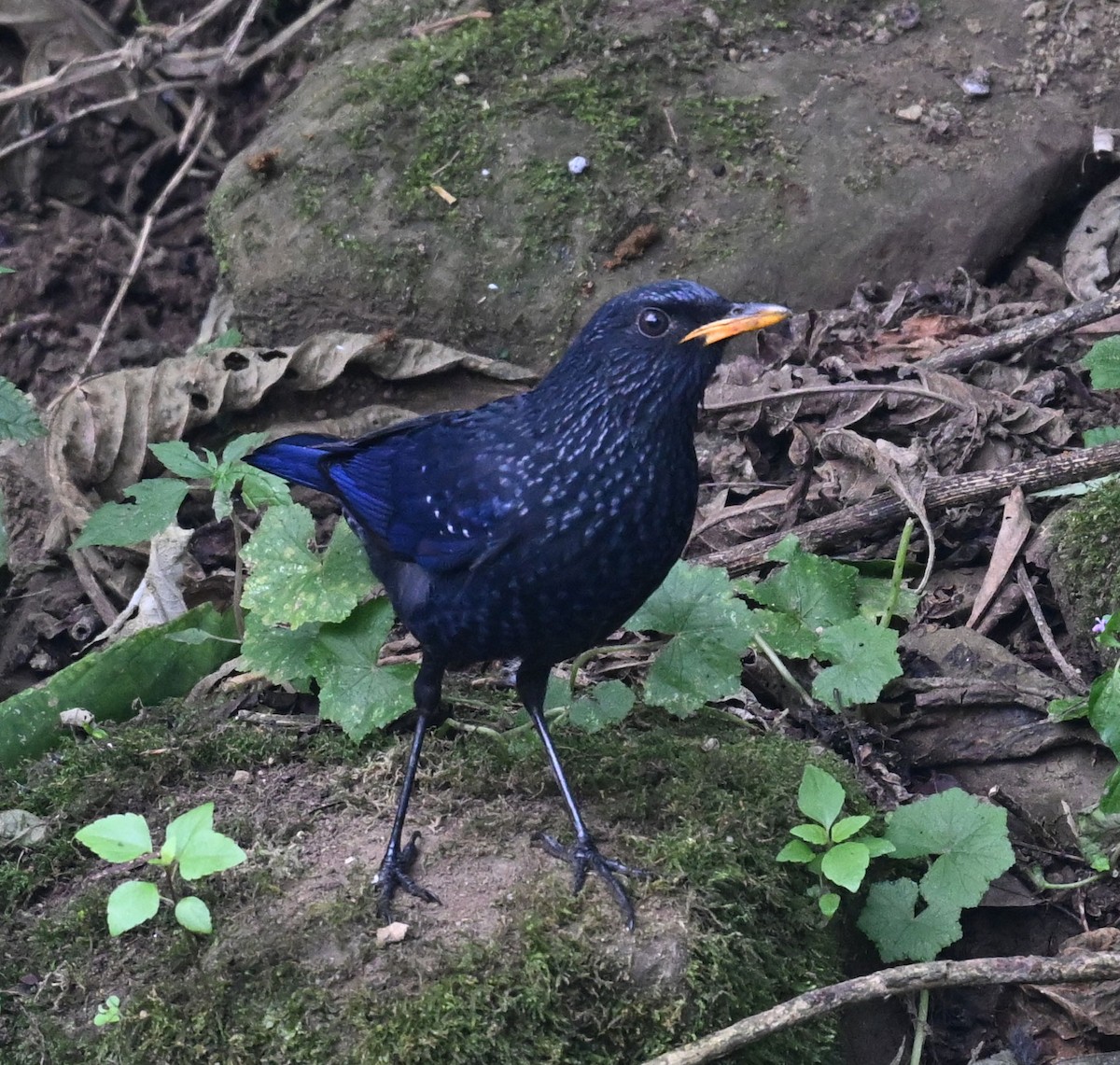 Blue Whistling-Thrush - ML646688058