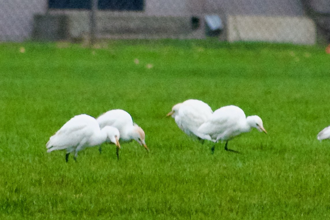 Western Cattle-Egret - ML646688059