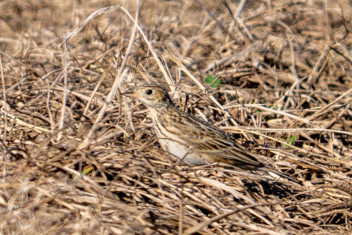 Präriepieper - ML646688060