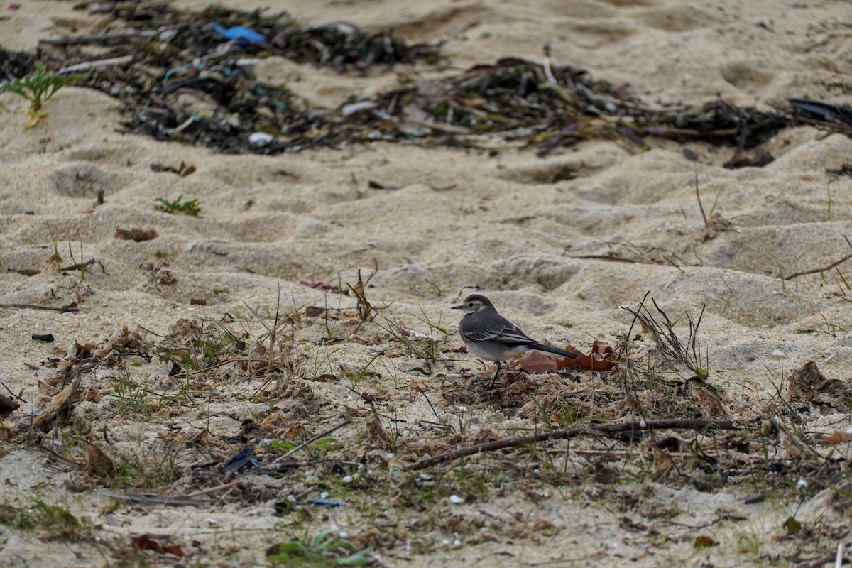 White Wagtail (British) - ML646688061