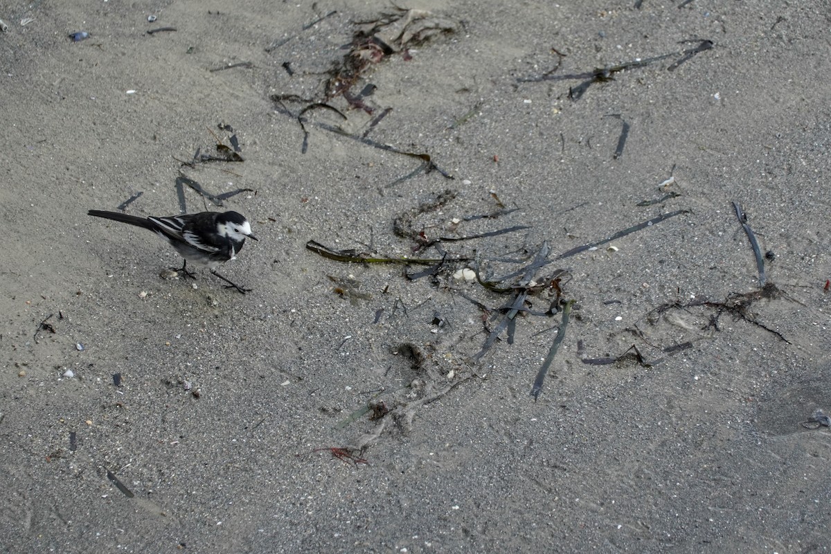 Bachstelze (Trauerbachstelze) - ML646688062