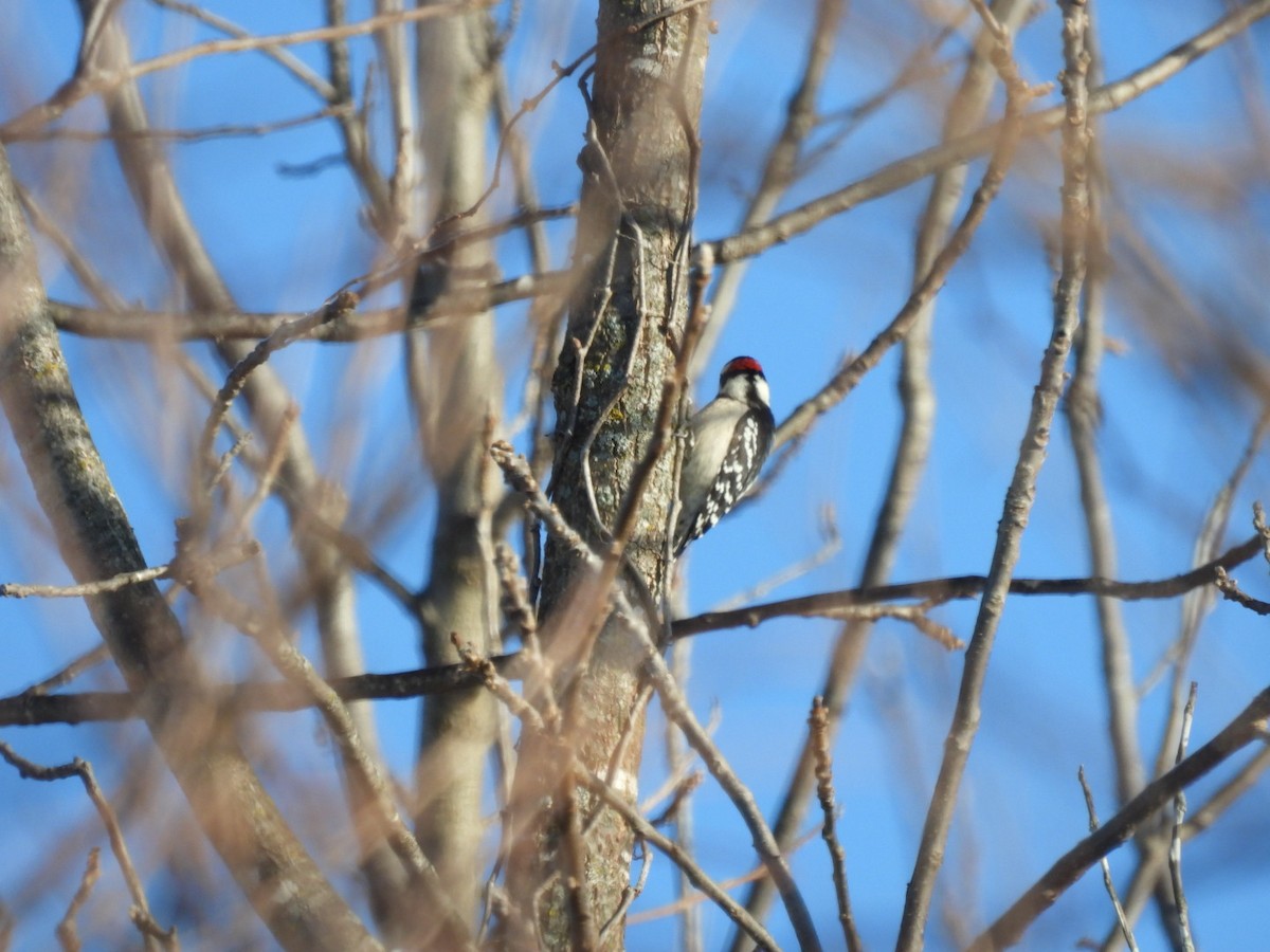 Downy Woodpecker - ML646688063