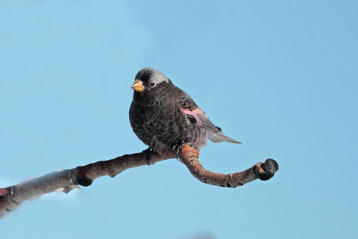 クロハギマシコ - ML646688069