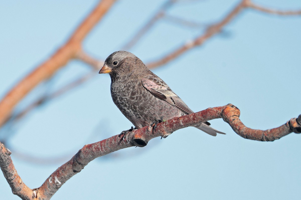 クロハギマシコ - ML646688073