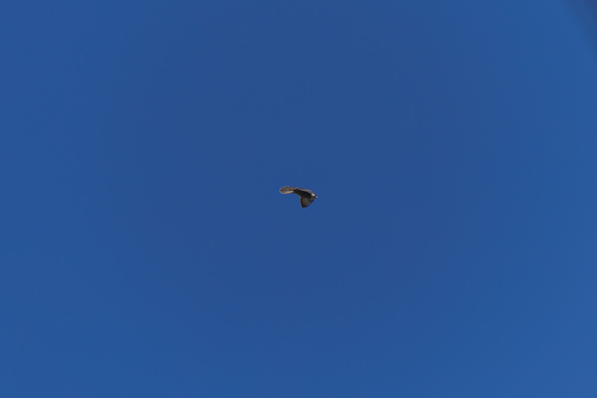 Eurasian Kestrel (Eurasian) - ML646688074