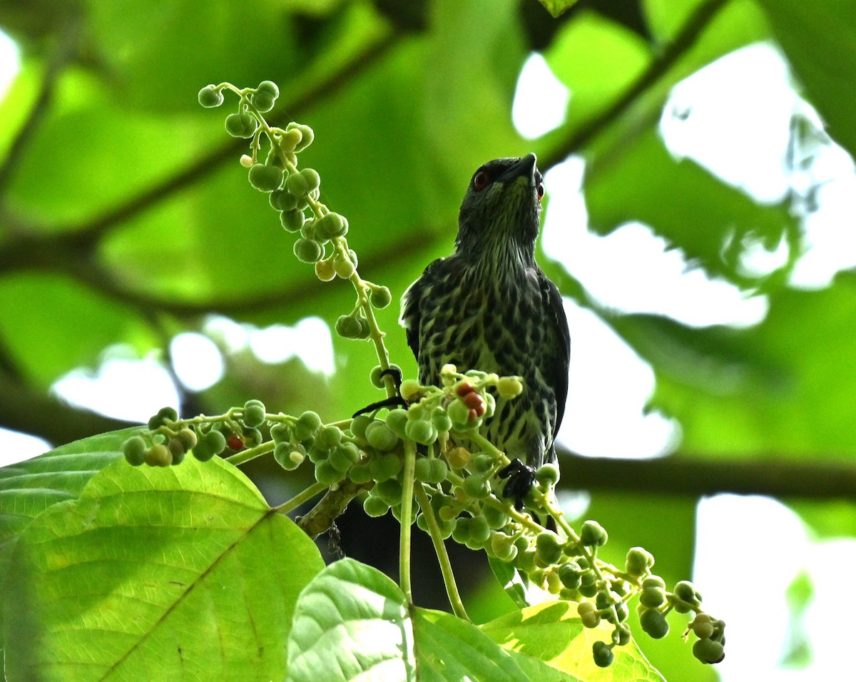Asian Glossy Starling - ML646688075