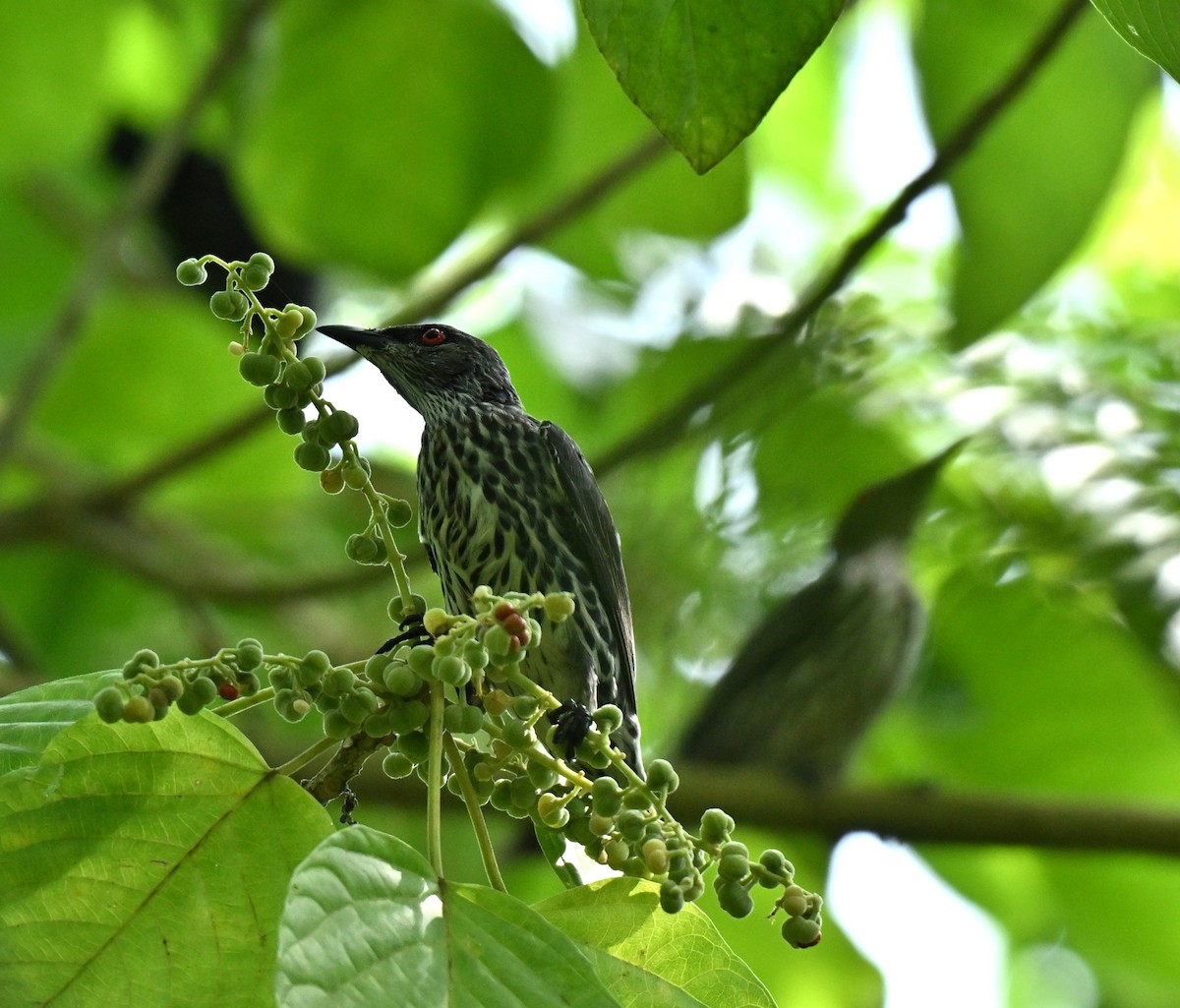 Asian Glossy Starling - ML646688076
