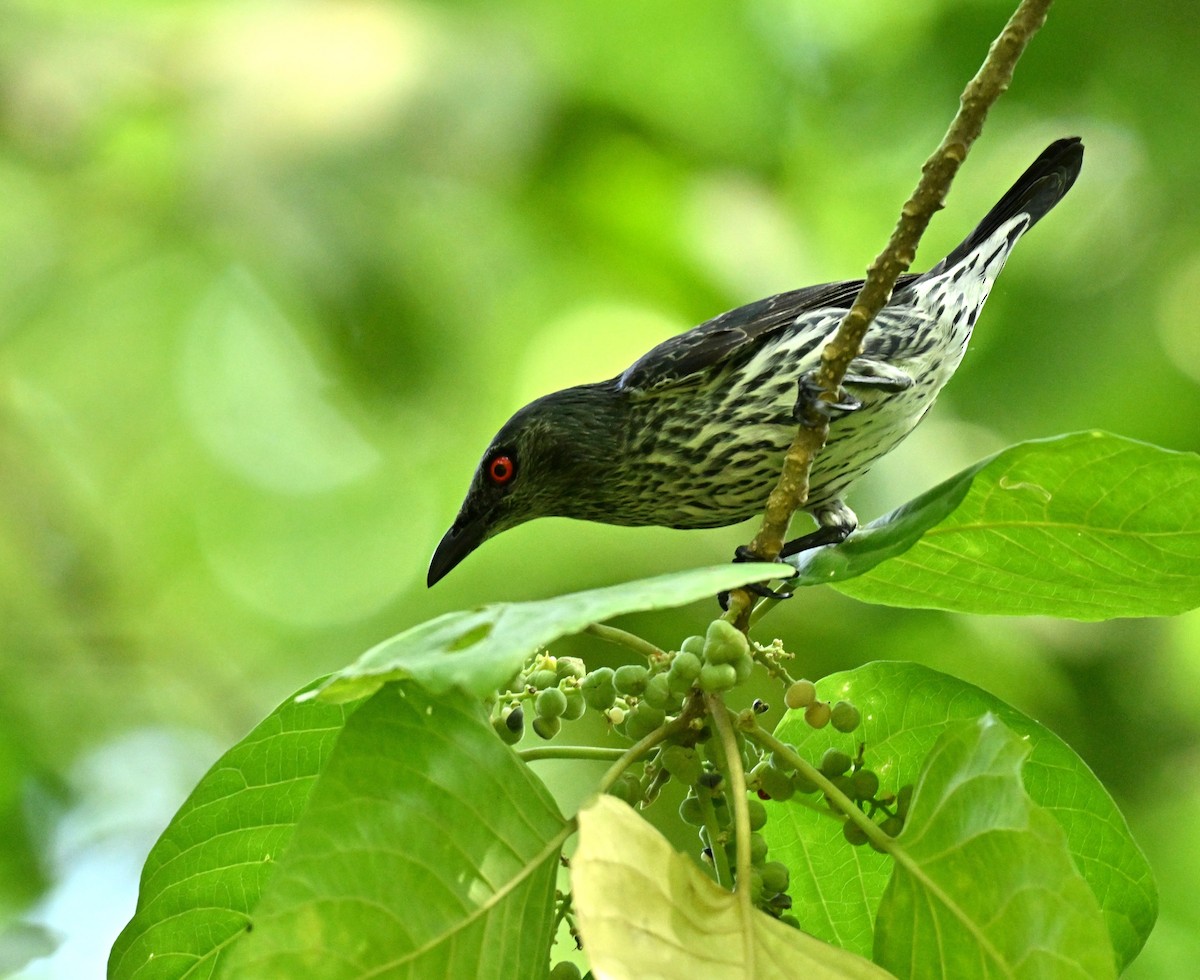 Asian Glossy Starling - ML646688077