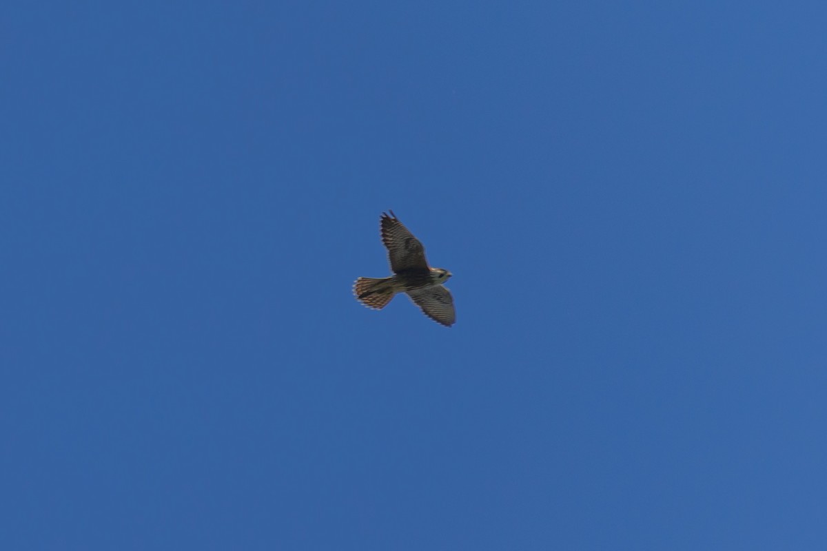Eurasian Kestrel (Eurasian) - ML646688078