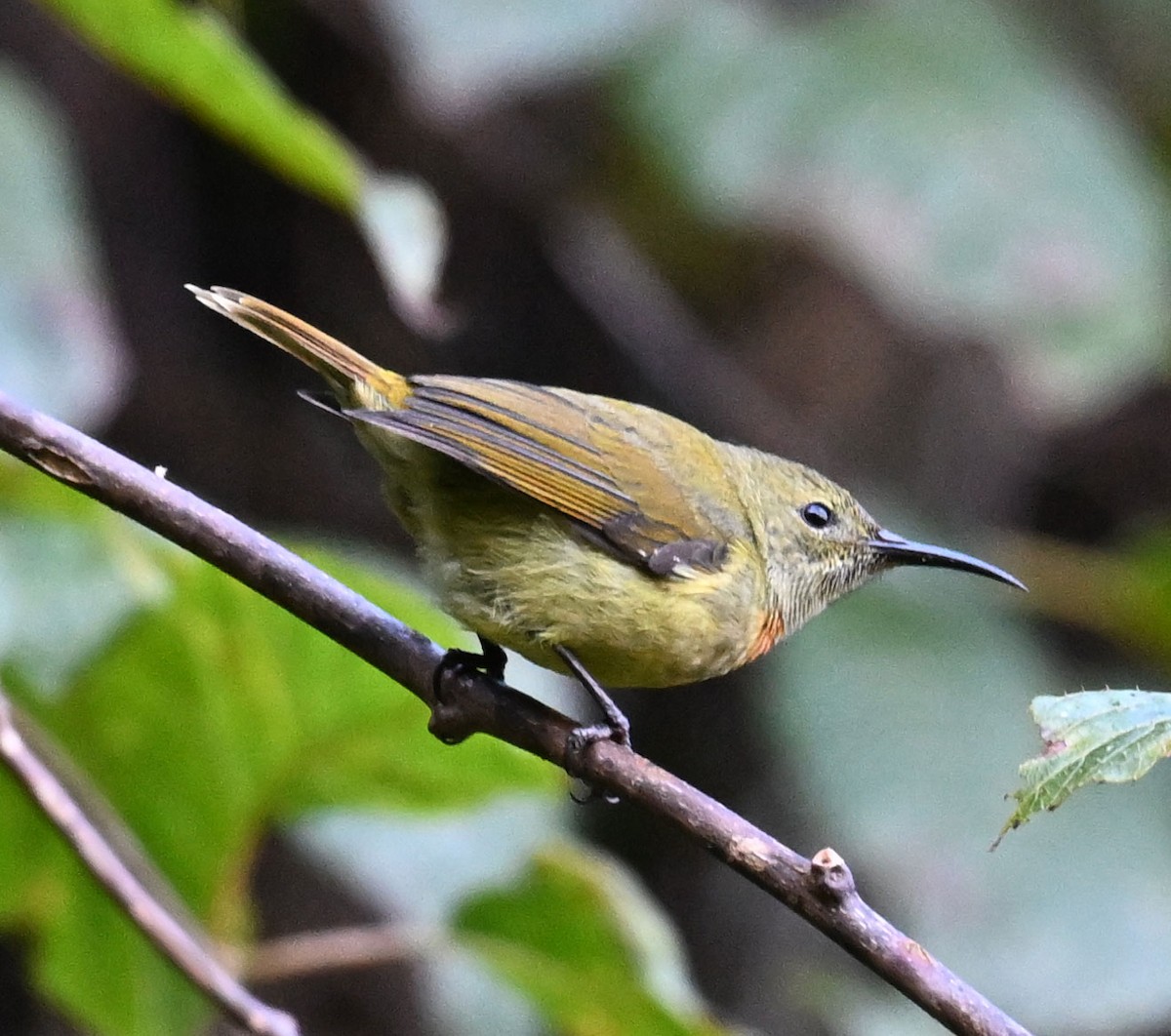 Fire-tailed Sunbird - ML646688079