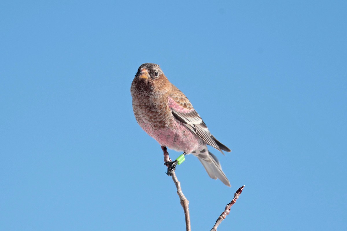 Brown-capped Rosy-Finch - ML646688080