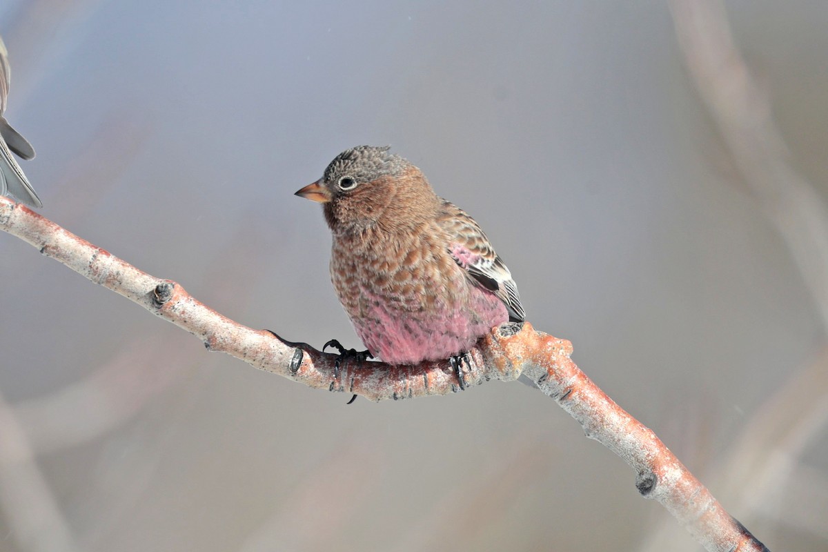 Brown-capped Rosy-Finch - ML646688081