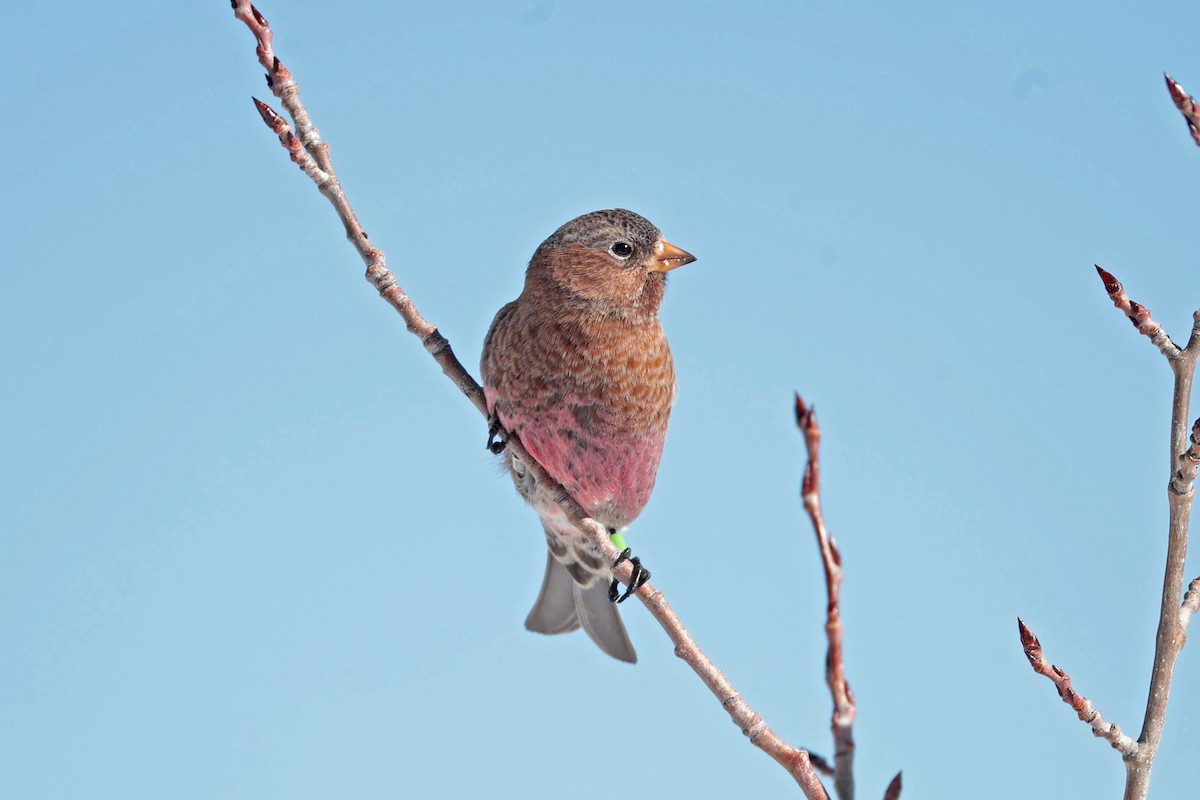 Brown-capped Rosy-Finch - ML646688082