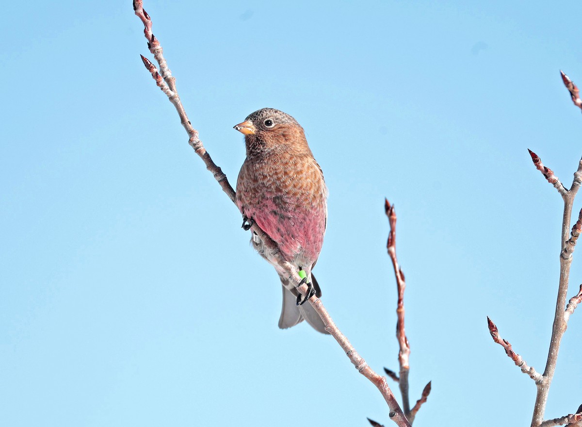 Brown-capped Rosy-Finch - ML646688083