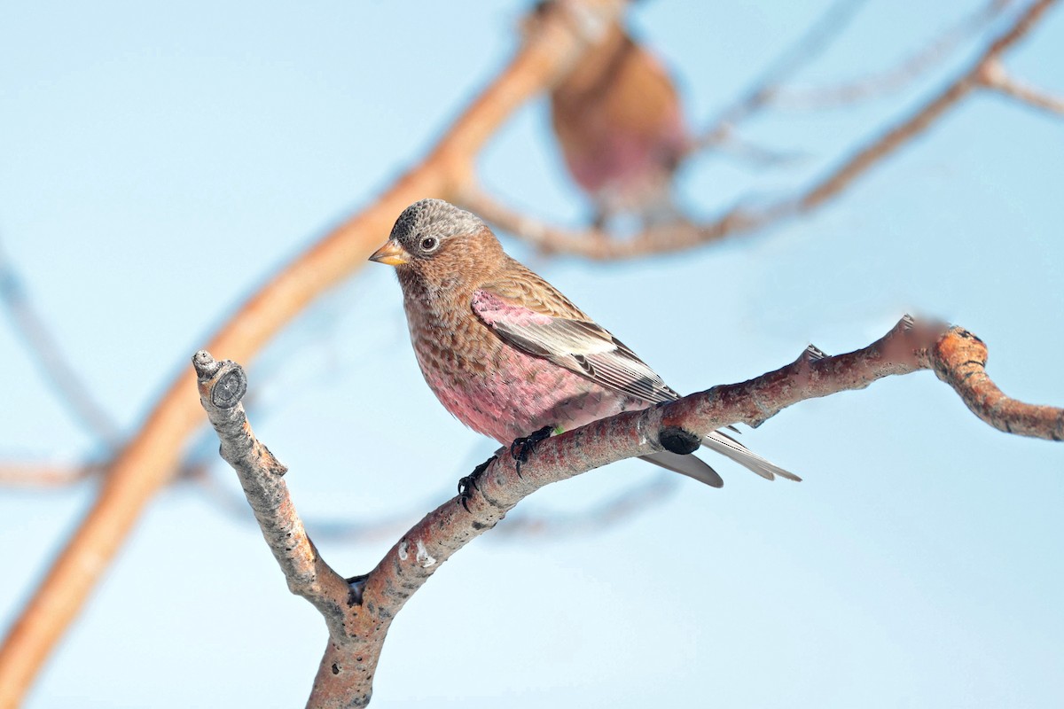 Brown-capped Rosy-Finch - ML646688084