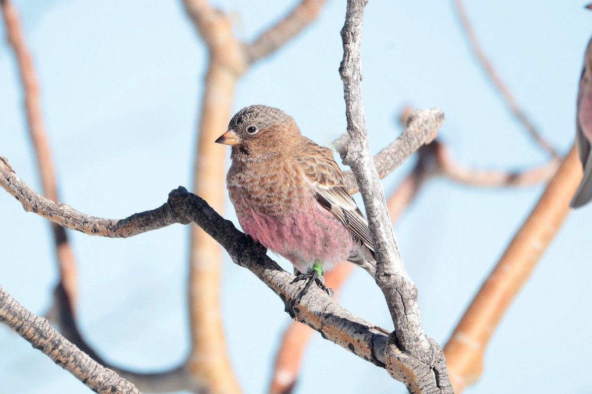 Brown-capped Rosy-Finch - ML646688085