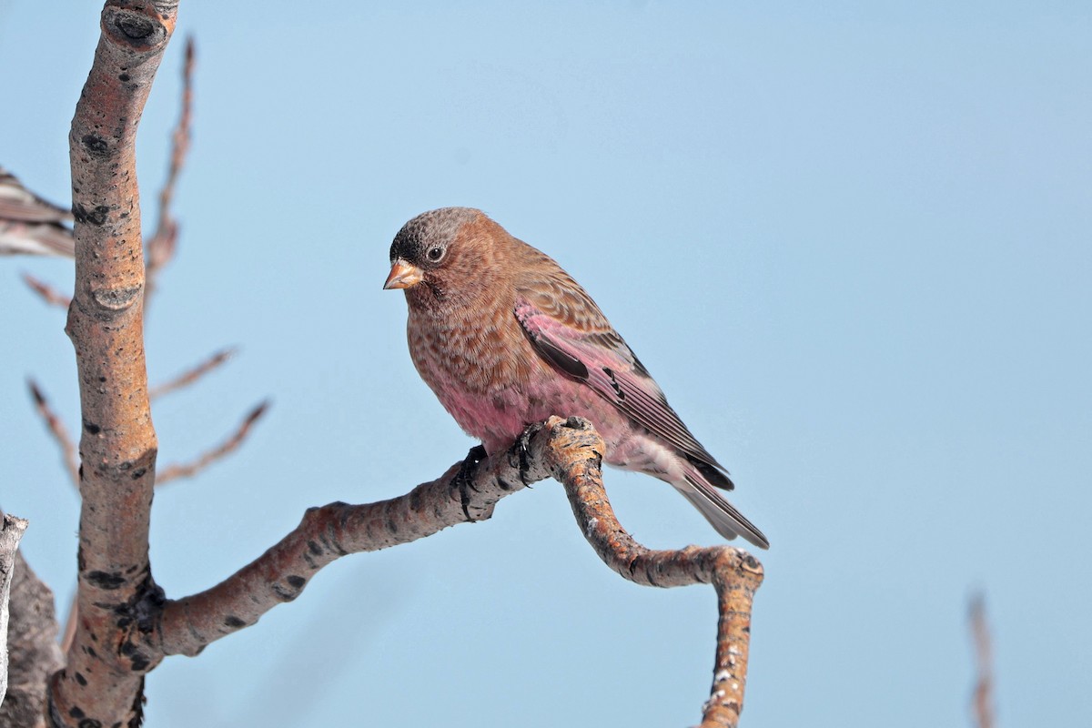 Brown-capped Rosy-Finch - ML646688086