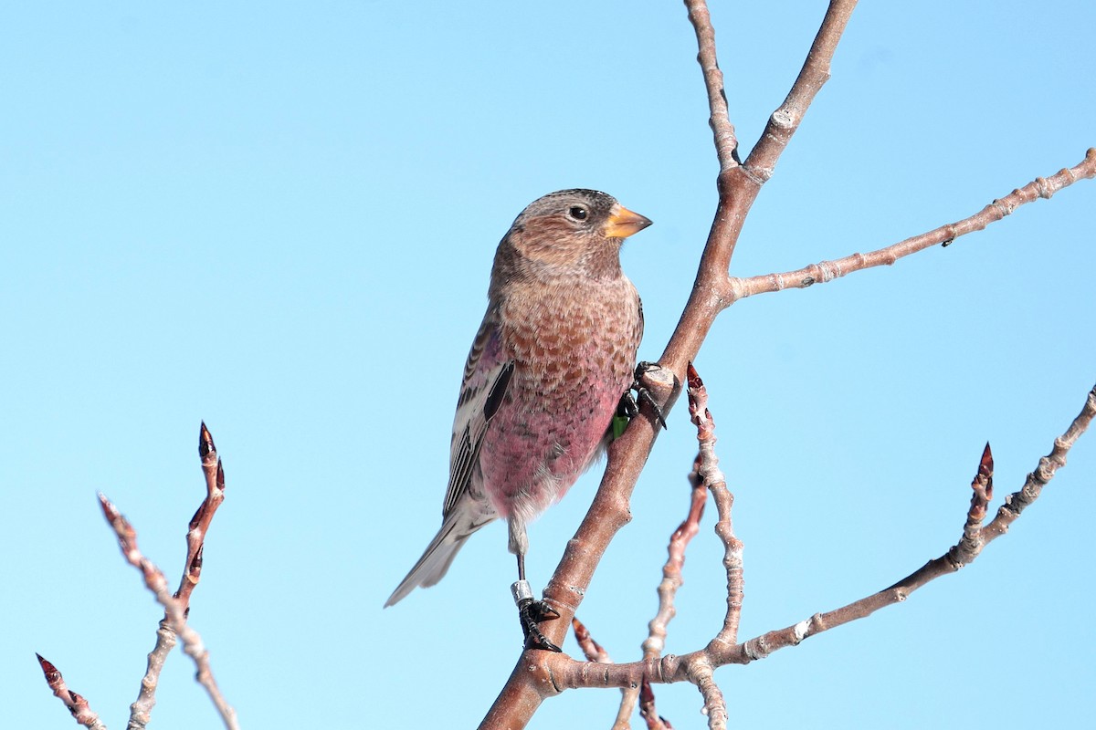 Brown-capped Rosy-Finch - ML646688087