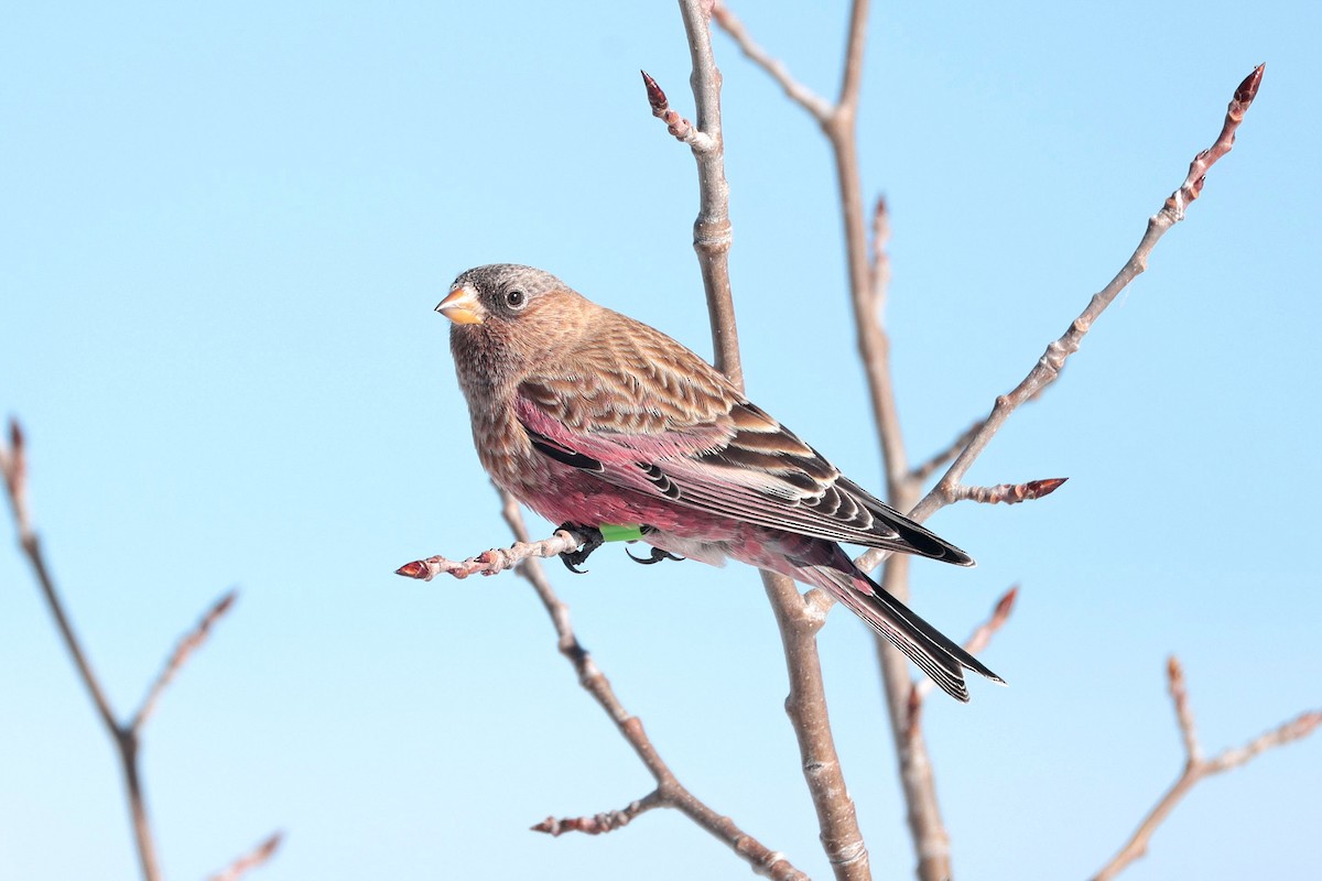 Brown-capped Rosy-Finch - ML646688088