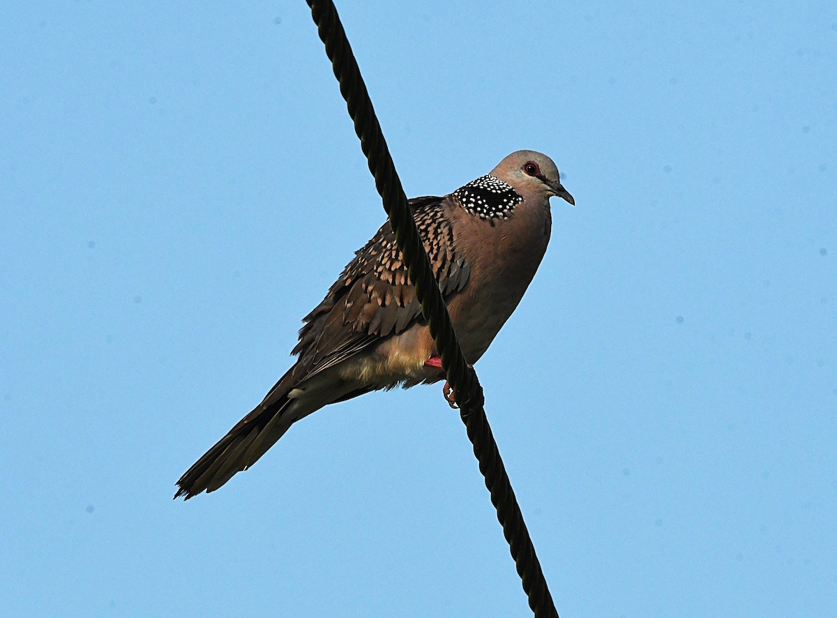 Spotted Dove - ML646688091