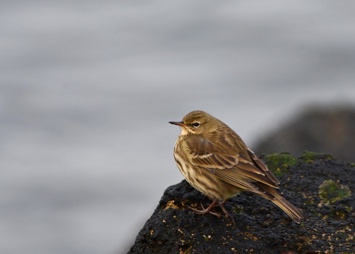Rock Pipit - ML646688092