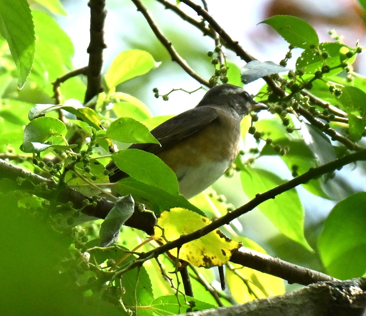 Eyebrowed Thrush - ML646688093