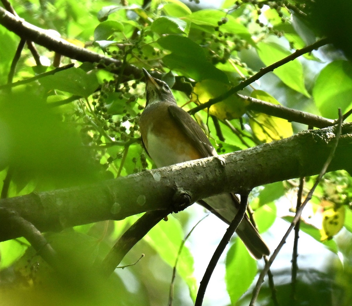 Eyebrowed Thrush - ML646688094