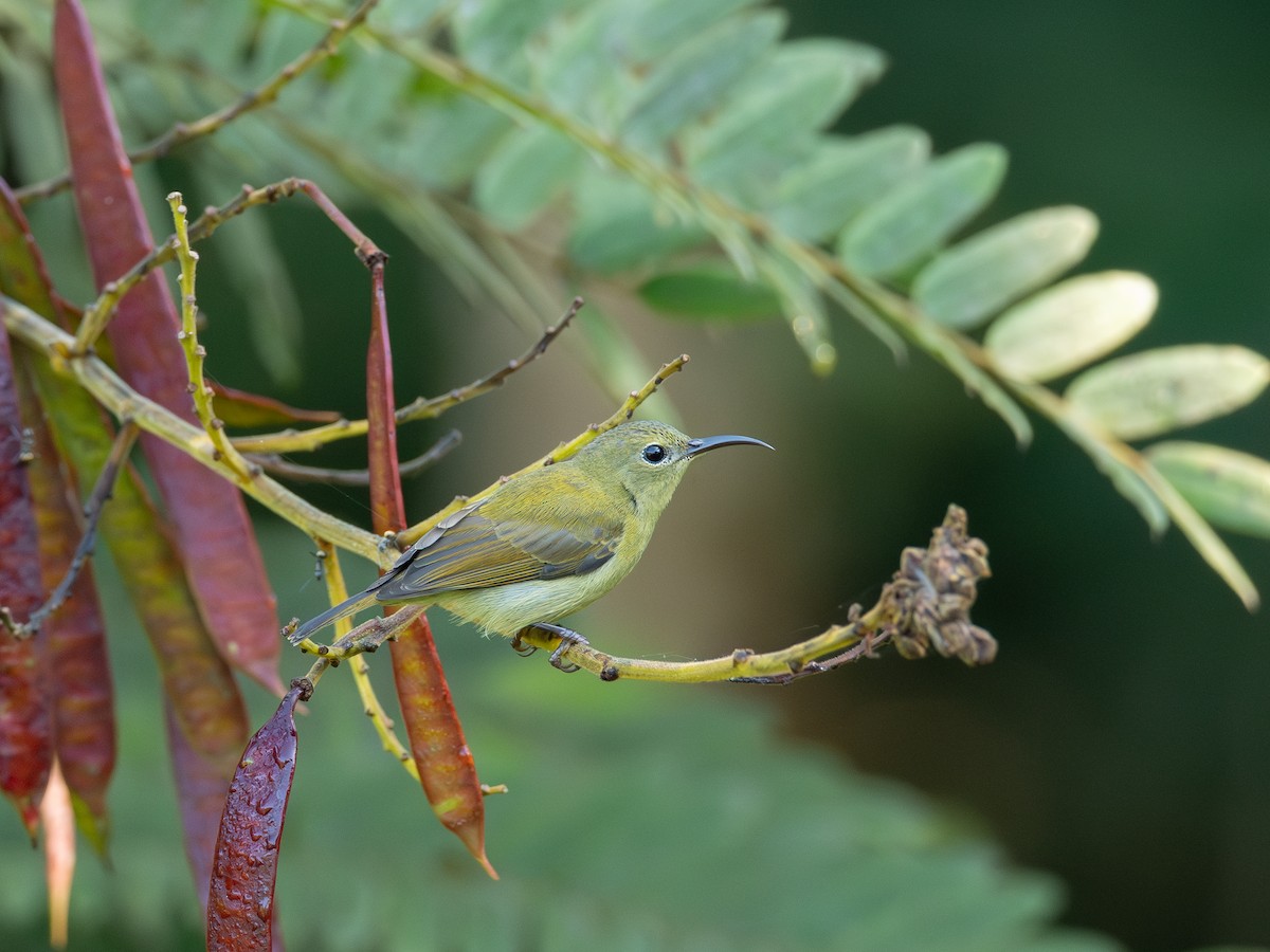 Crimson Sunbird (Goulpourah) - ML646688095