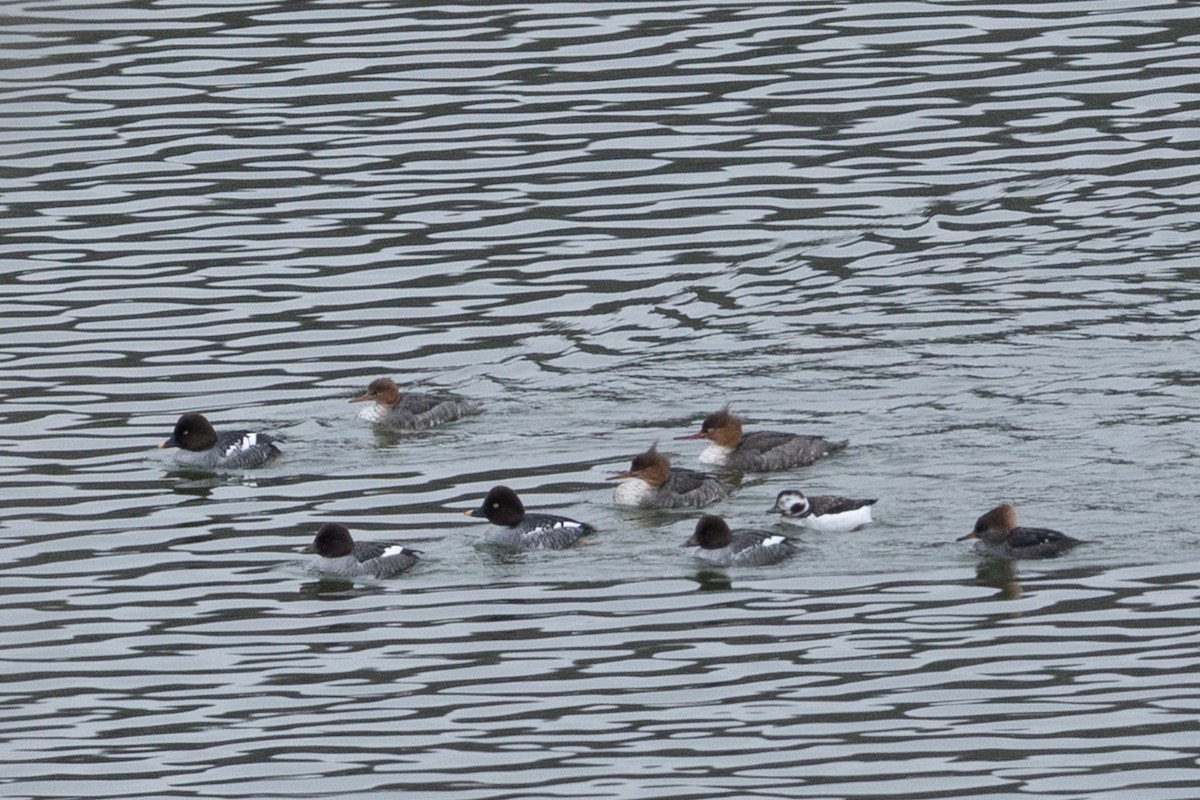Red-breasted Merganser - ML646688096