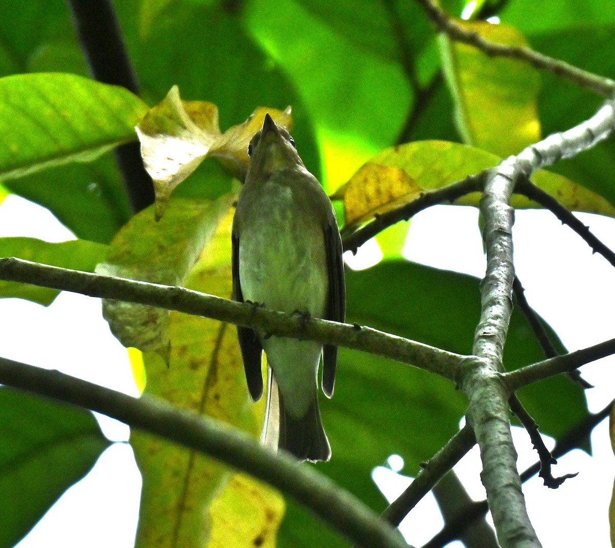 Blue-and-white/Zappey's Flycatcher - ML646688102