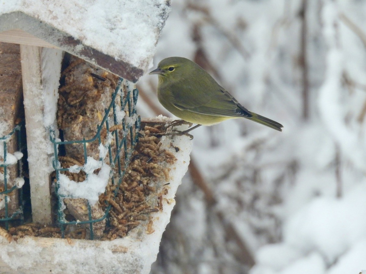 Turuncu Taçlı Ötleğen - ML646688103