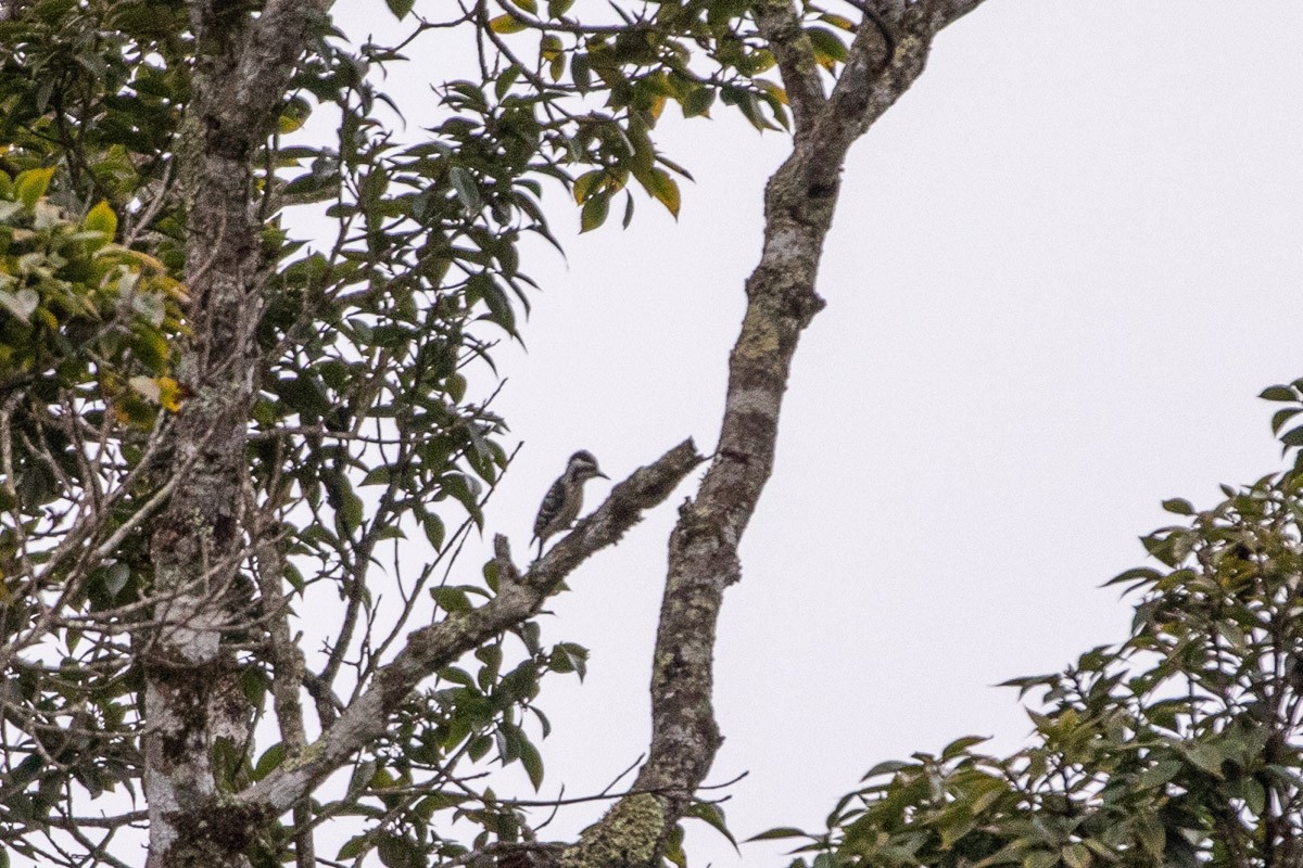 Gray-capped Pygmy Woodpecker - ML646688105