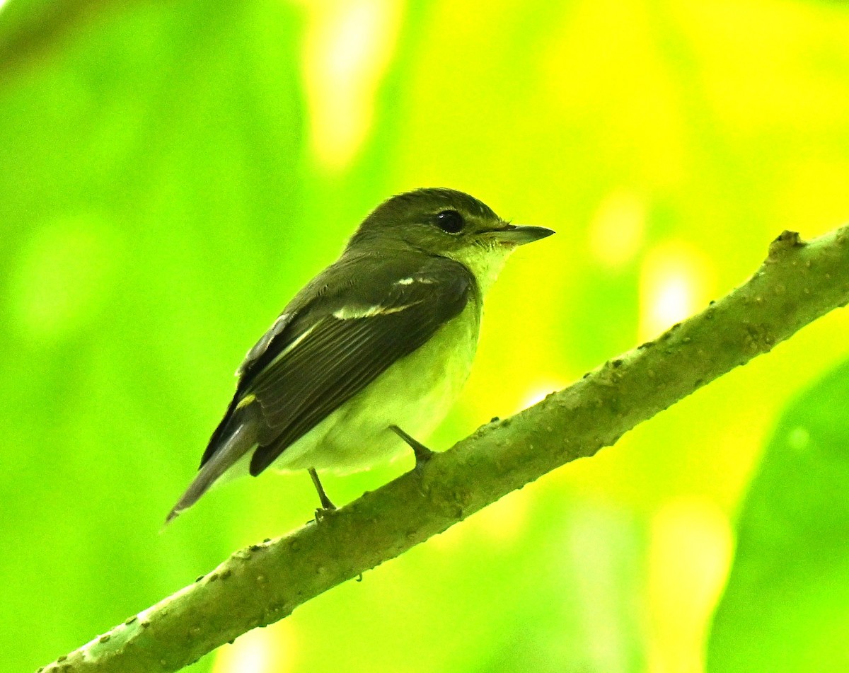 Yellow-rumped Flycatcher - ML646688106