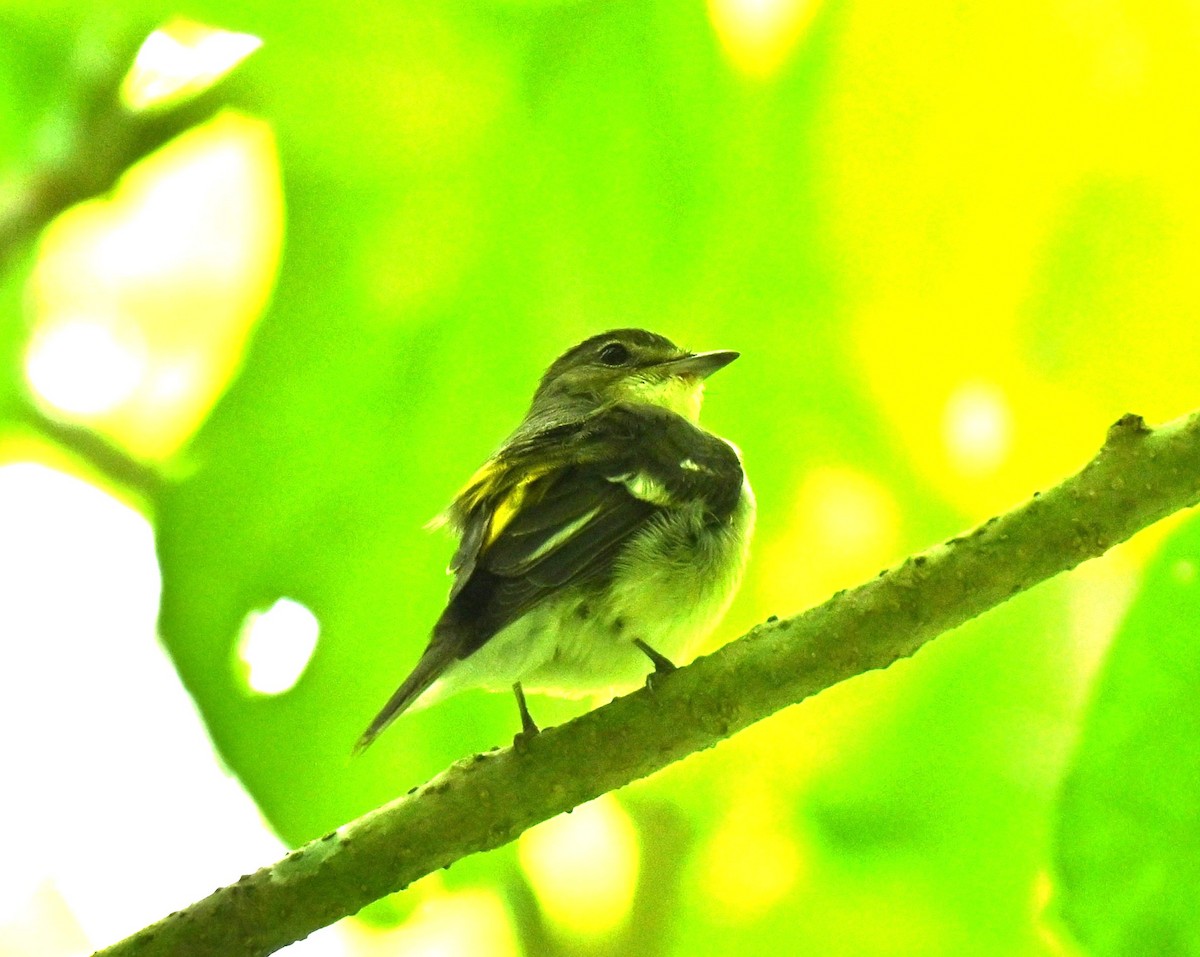 Yellow-rumped Flycatcher - ML646688107