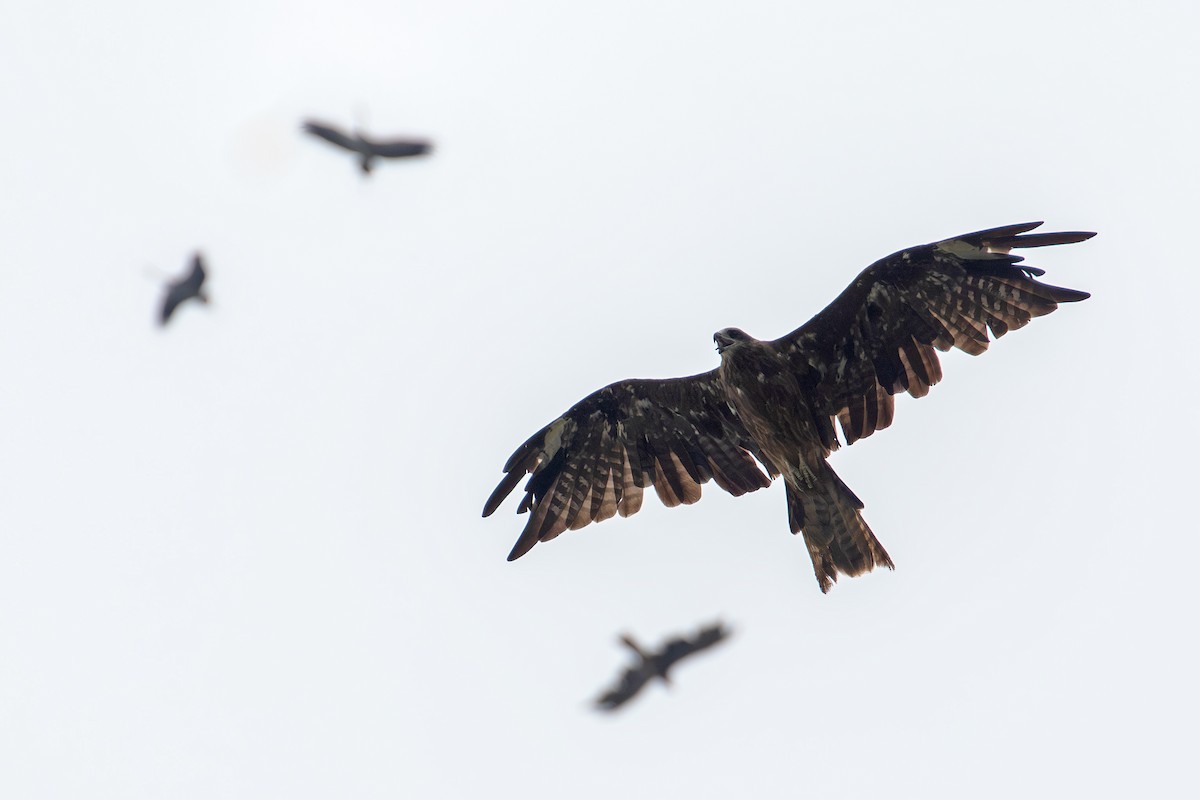 Black Kite (Black-eared) - ML646688109