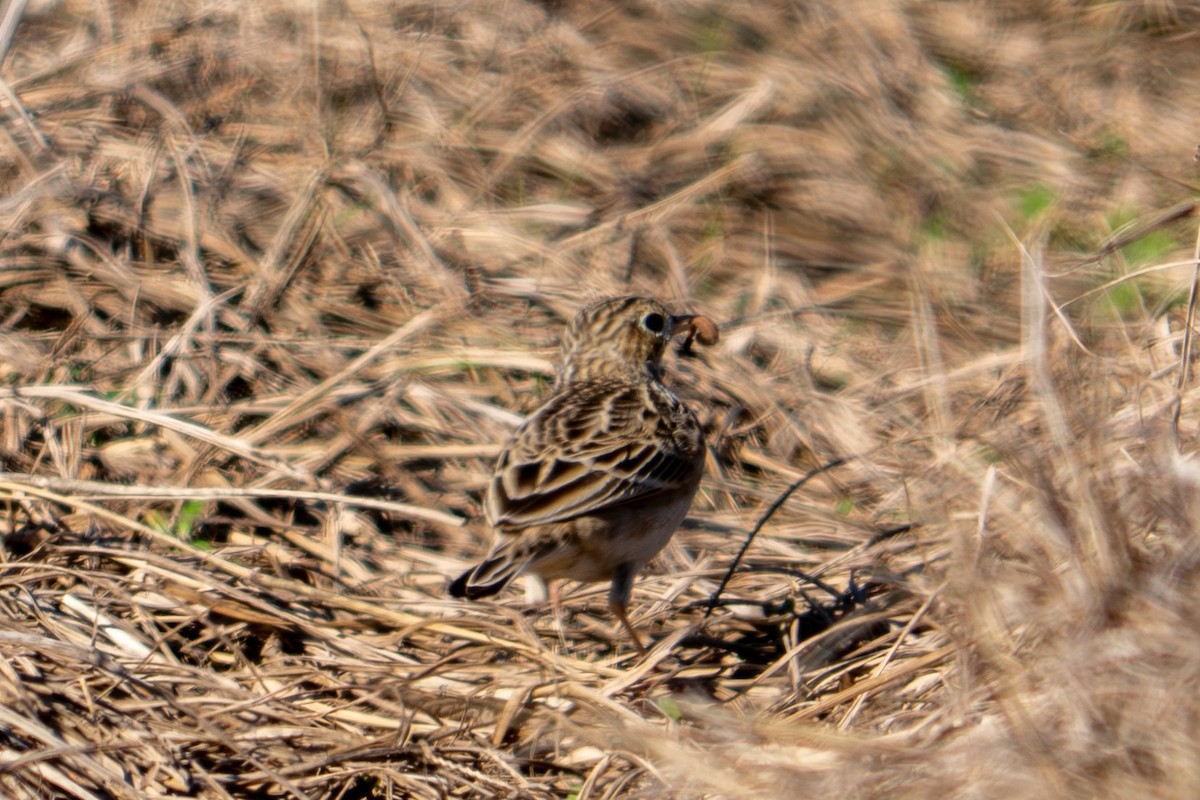 Präriepieper - ML646688115