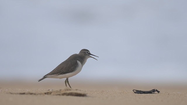 Common Sandpiper - ML646688117