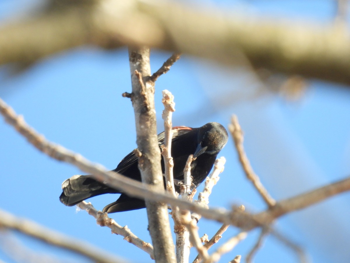 Red-winged Blackbird - ML646688118