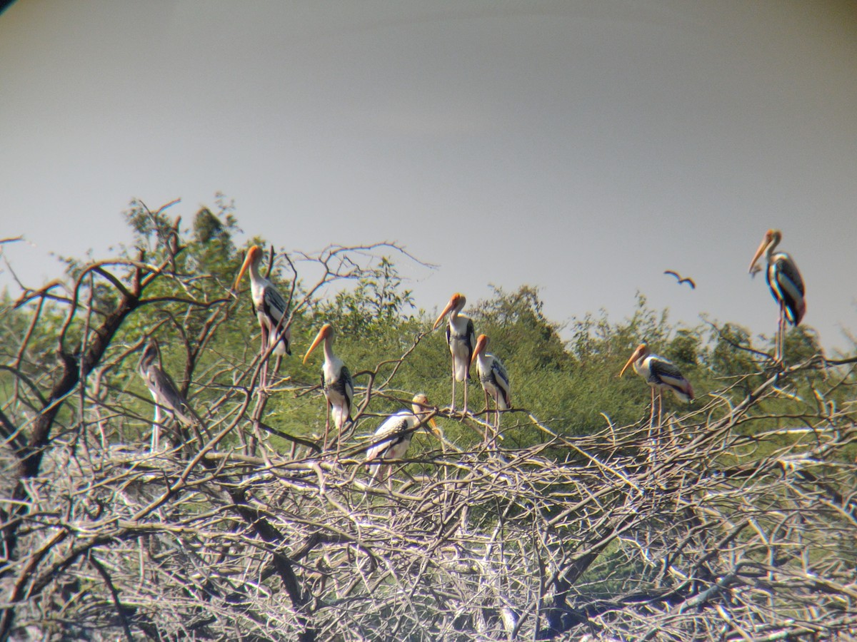Painted Stork - ML646688122