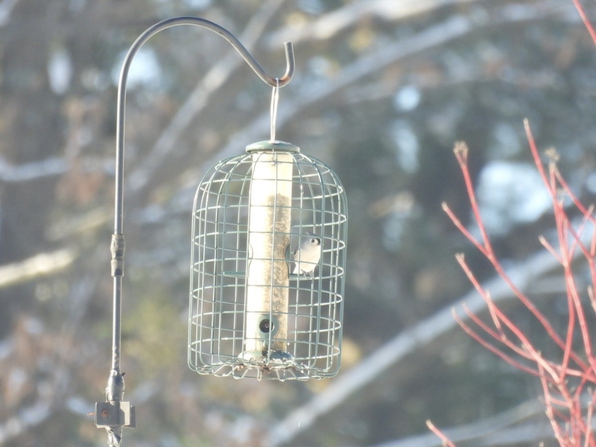 Tufted Titmouse - ML646688123