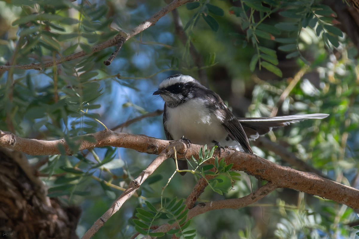 White-browed Fantail - ML646688124