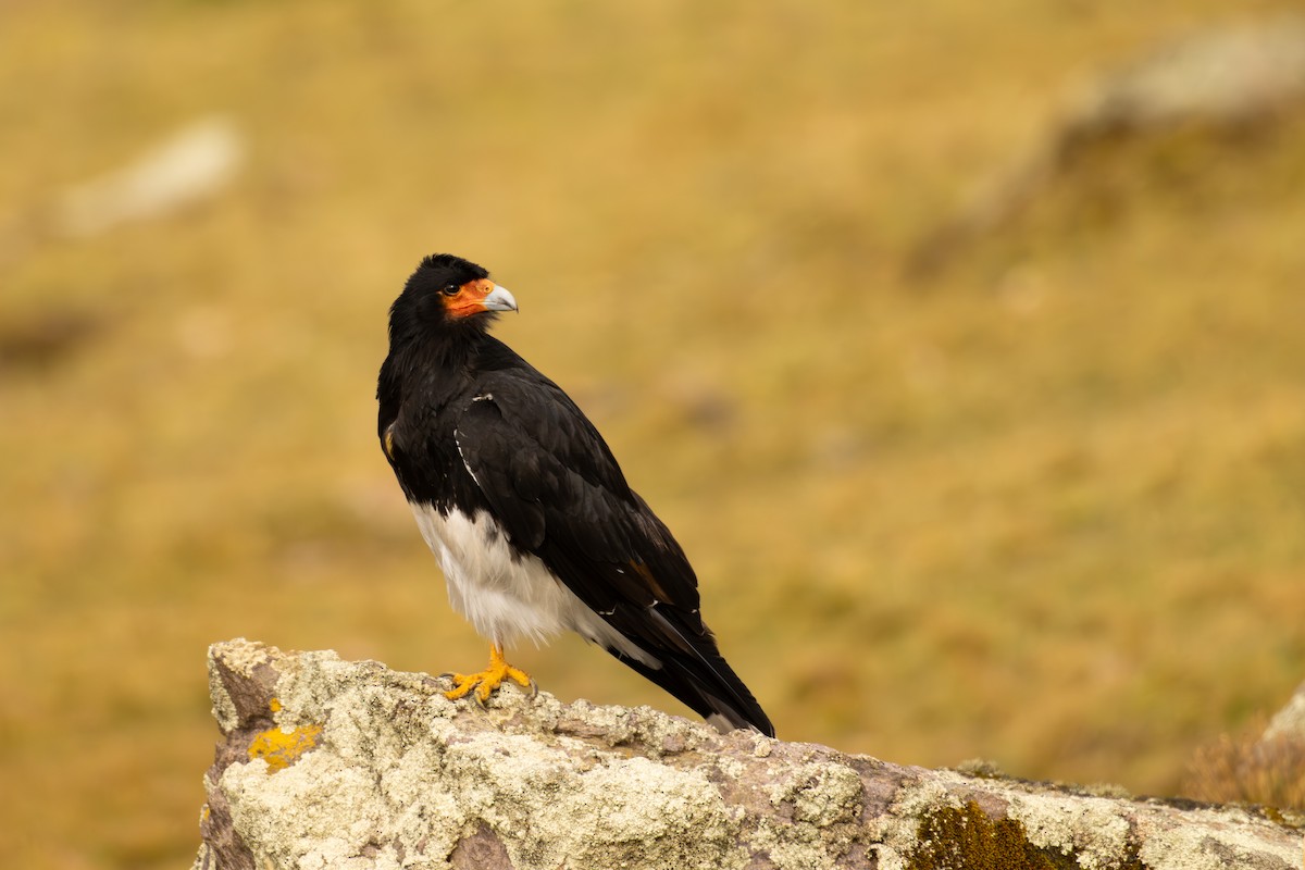 Mountain Caracara - ML646688127