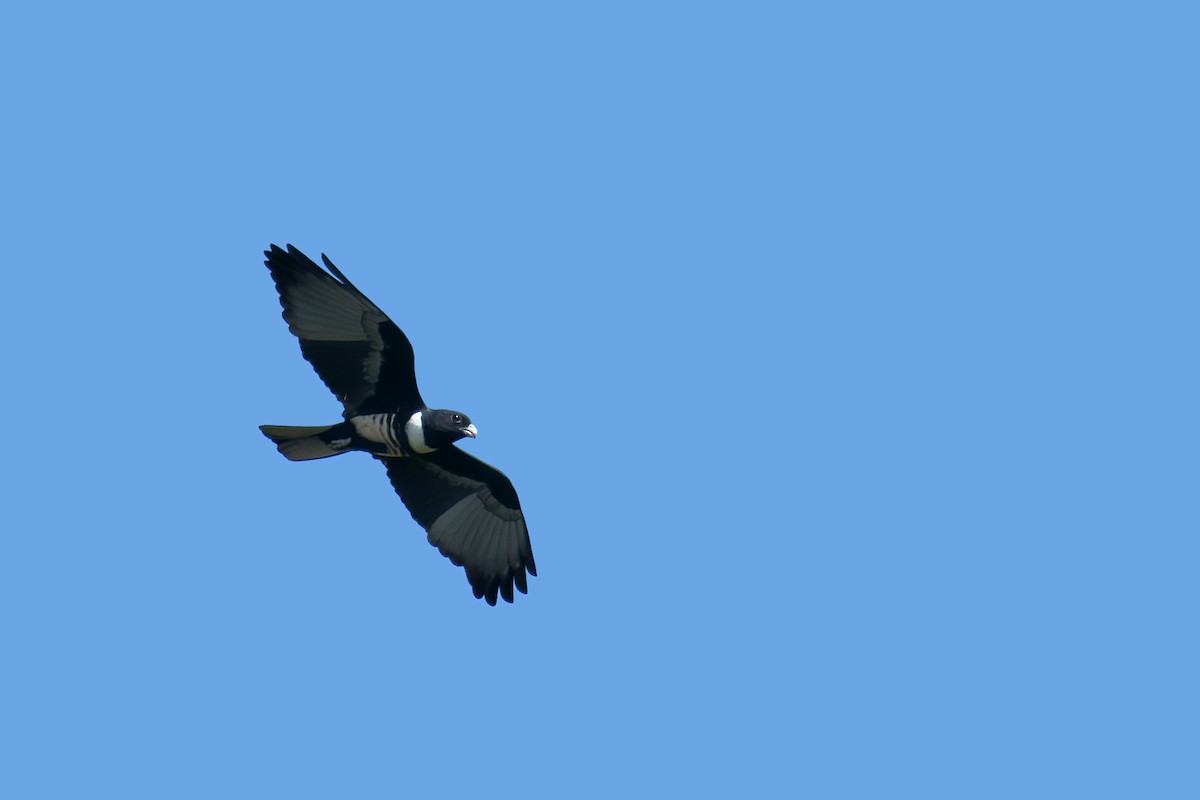 Black Baza - ML646688129