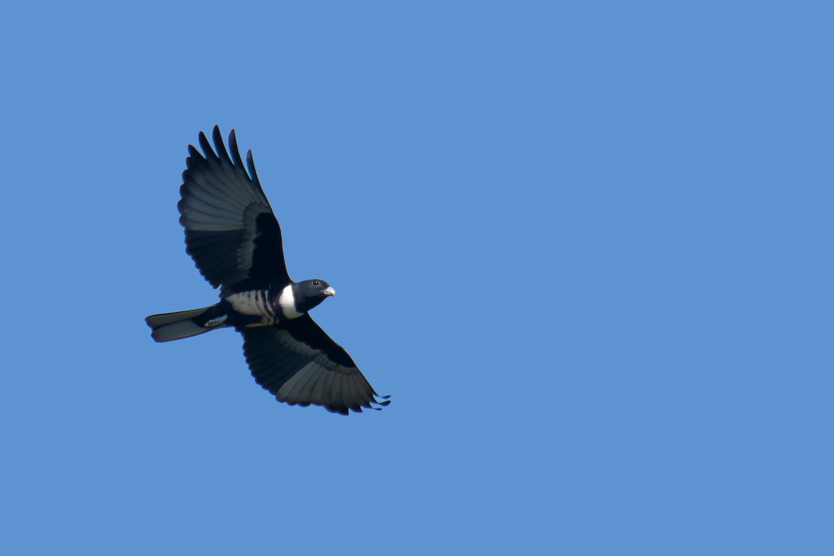 Black Baza - ML646688130