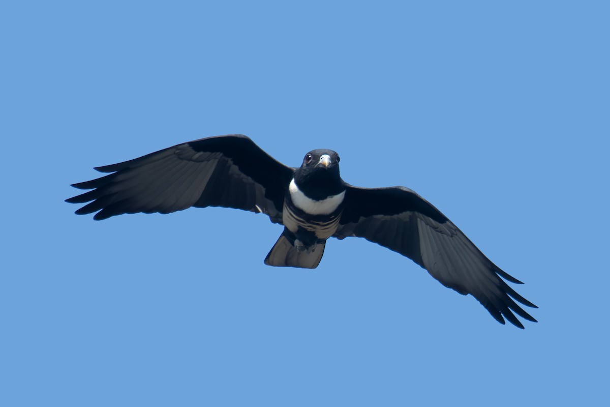 Black Baza - ML646688131